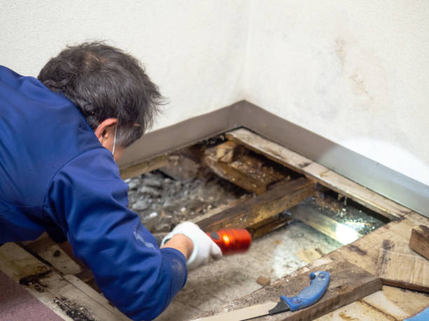 Best Bathroom Mold Remediation in Hedwig Village, TX
