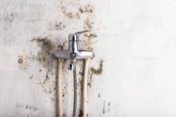 Best Commercial Mold Remediation in Hedwig Village, TX