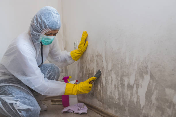 Best Crawl Space Mold Remediation in Hedwig Village, TX