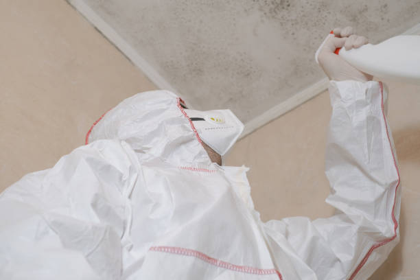 Trusted Hedwig Village, TX Mold Remediation Experts