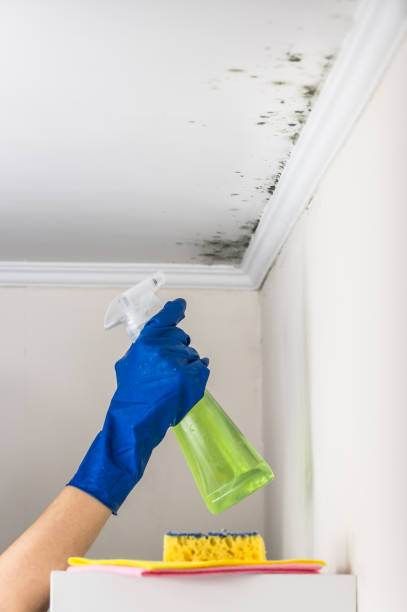 Best Attic Mold Remediation in Hedwig Village, TX
