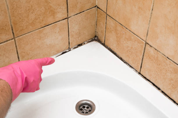 Best Commercial Mold Remediation in Hedwig Village, TX